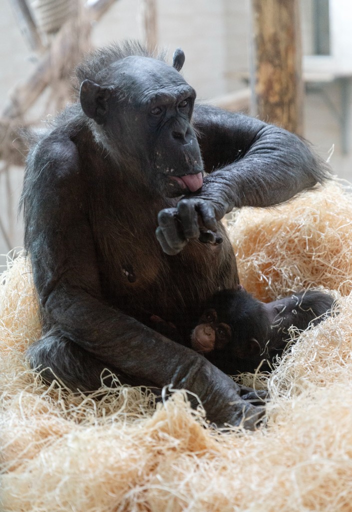Nadine, a november 17-én született csimpánzkölyök anyjával.