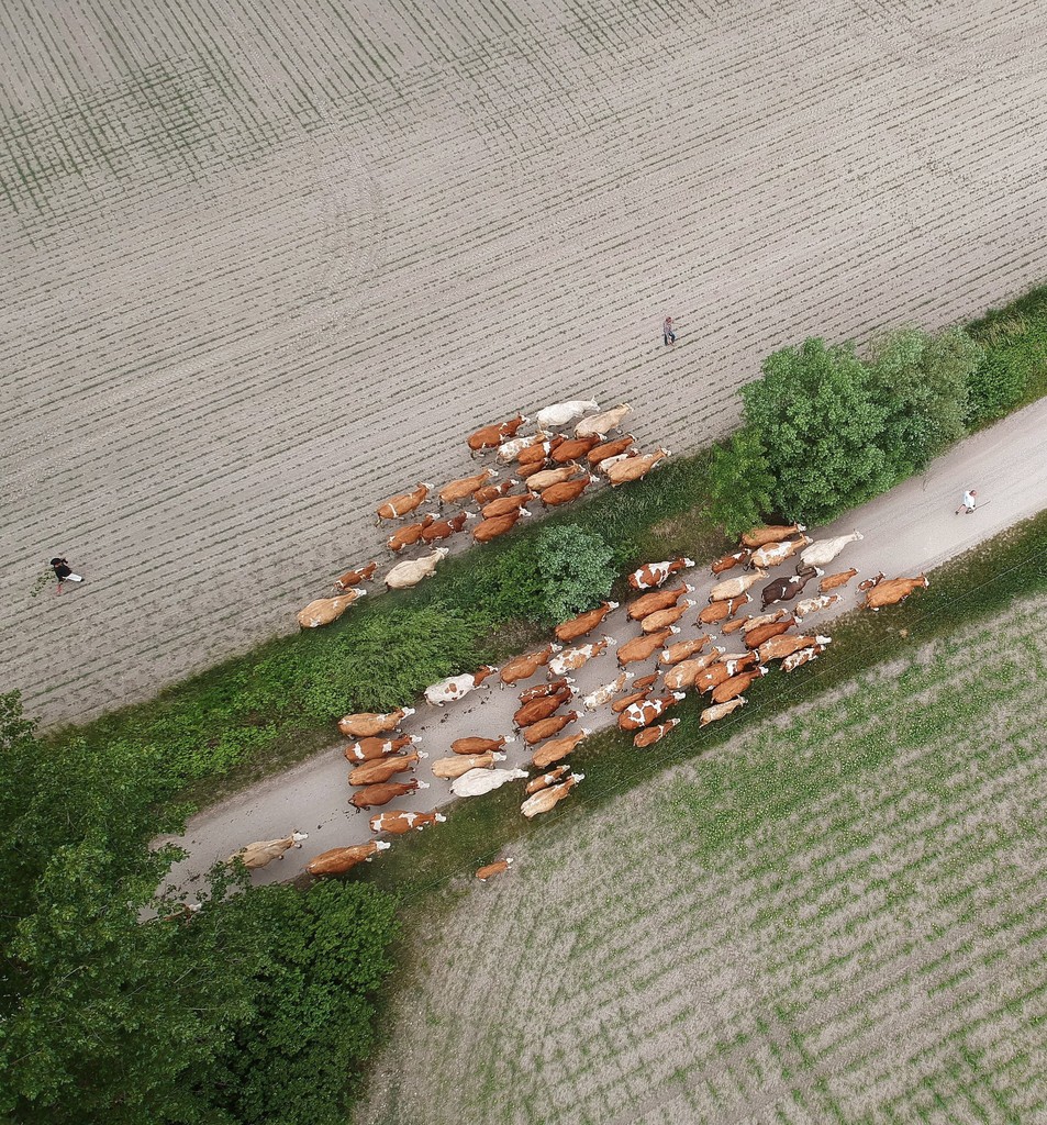 Gulyahajtás a Szigetközben