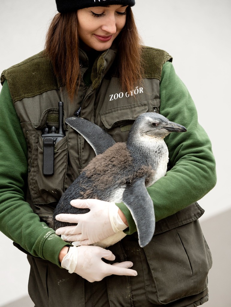 Spooky, az október 1-jén született pápaszemes pingvinfióka gondozójával.