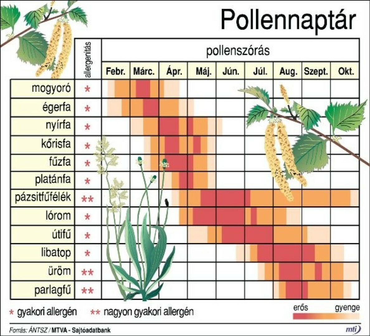 Szerezzünk be pollennaptárt, kövessük hétről hétre a pollenjelentést! 