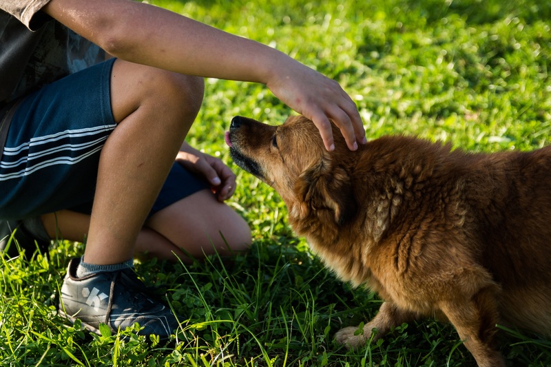 Forró aszfalt helyett a tappancsok épségéért a fűben érdemes sétáltatni.