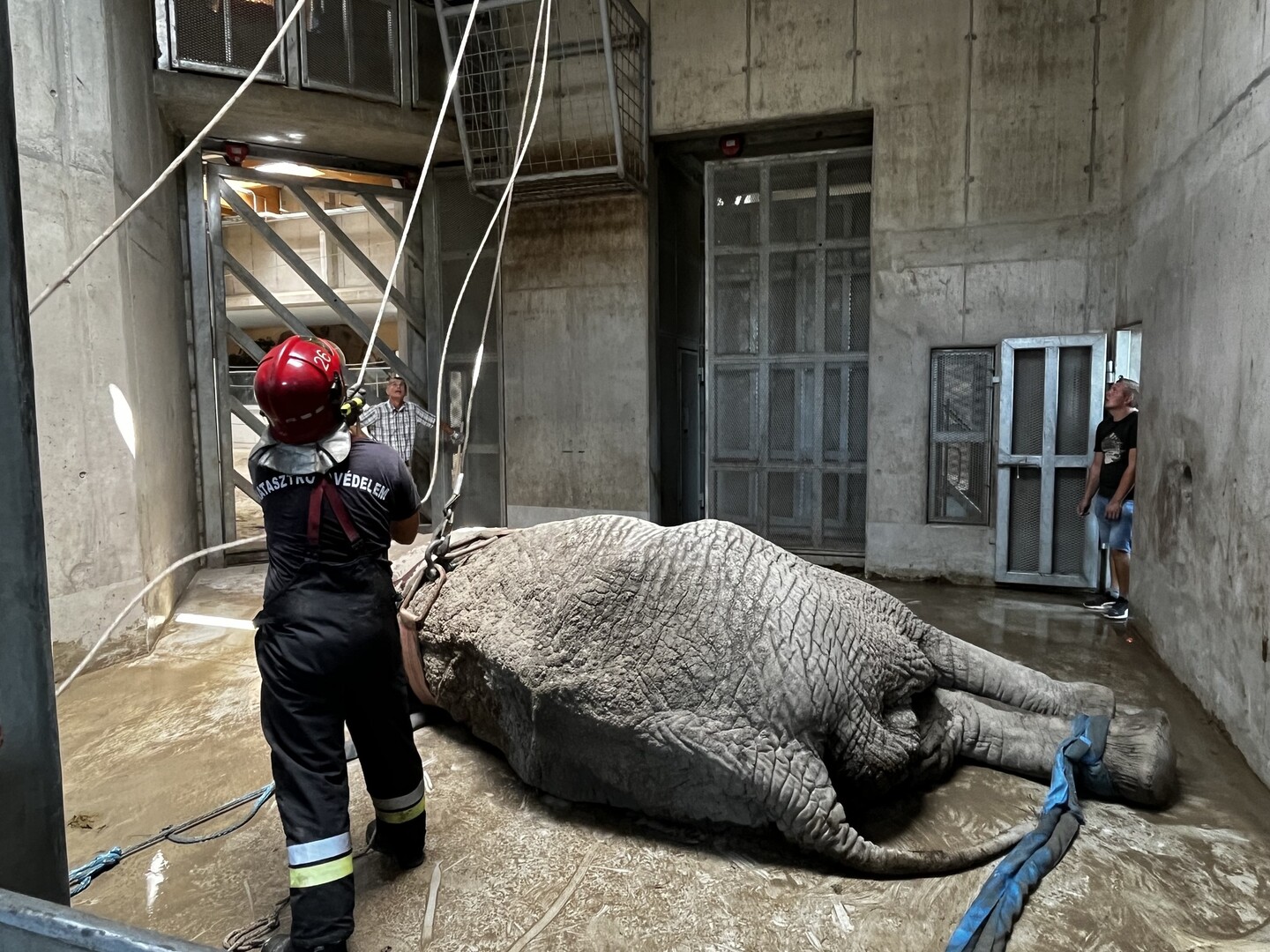 Elefántot mentettek a győri tűzoltók