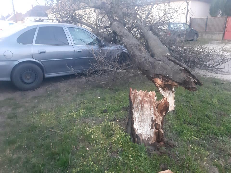 A viharos szél egy fát kicsavart és egy parkoló autóra borította Öttevényen.