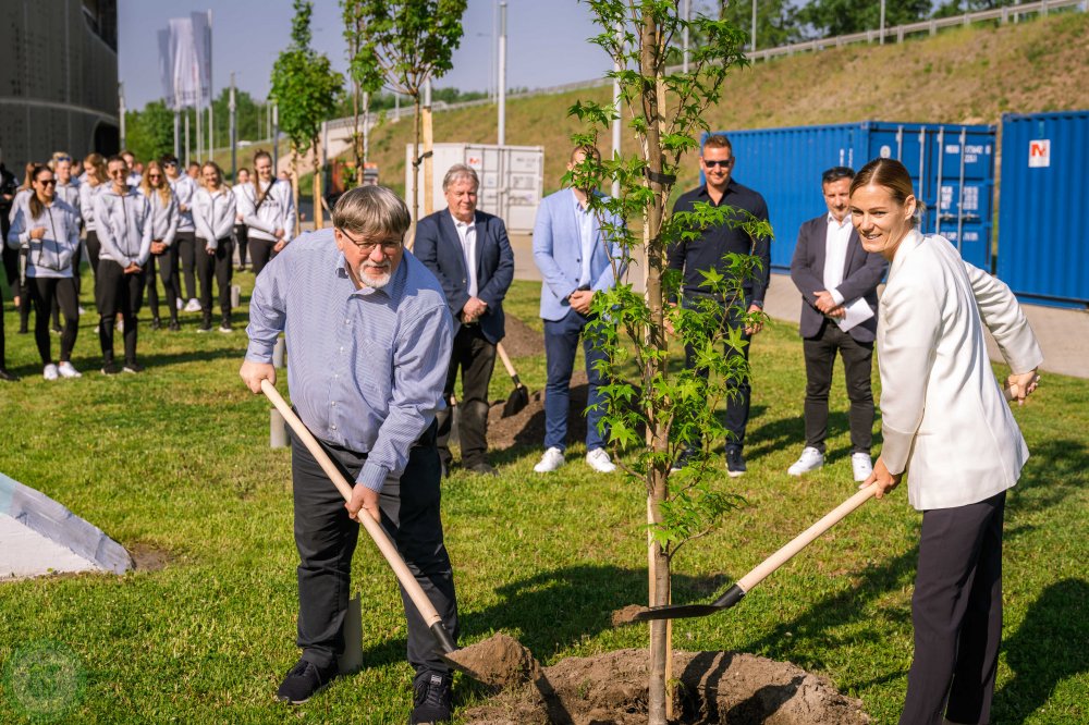 Faültetés az Audi Győr Arénánál