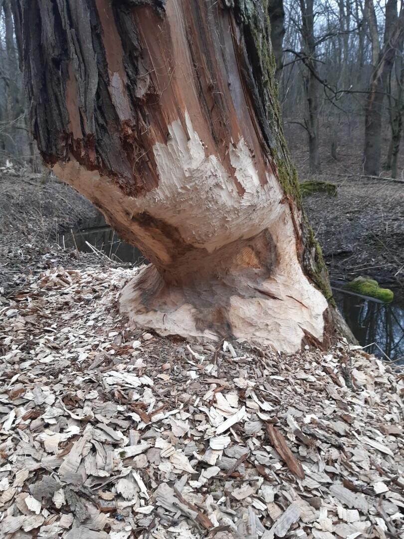 Hódnyomok a Cuha pataknál