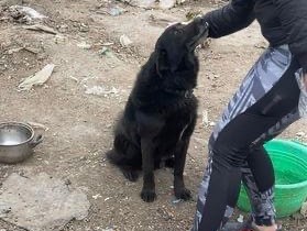 Győrbe hozták a várpalotai háztűz után kimentett kutyákat