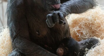 Nadine, a november 17-én született csimpánzkölyök anyjával.-1