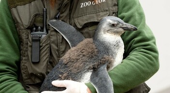 Spooky, az október 1-jén született pápaszemes pingvinfióka gondozójával.-2
