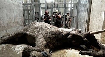Elefántot mentettek a győri tűzoltók-2