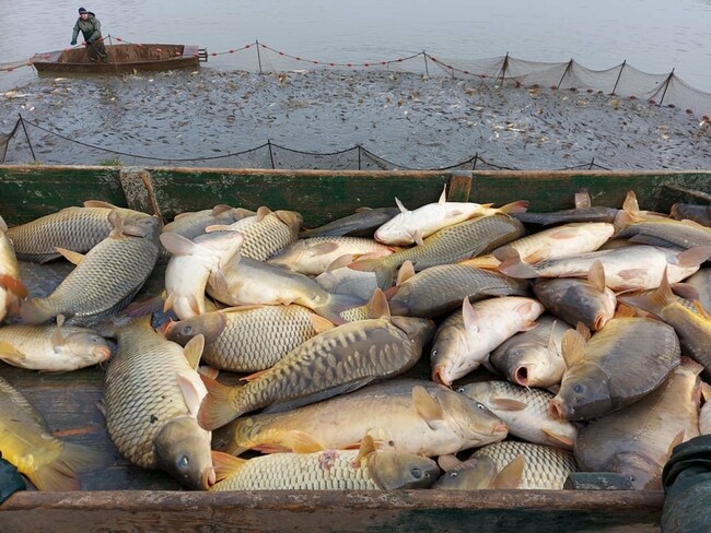 Horgászelnök: „A halállományt szeretnénk megvédeni” (INTERJÚ)