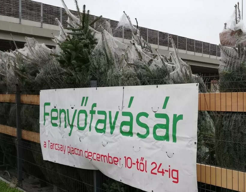 fenyő