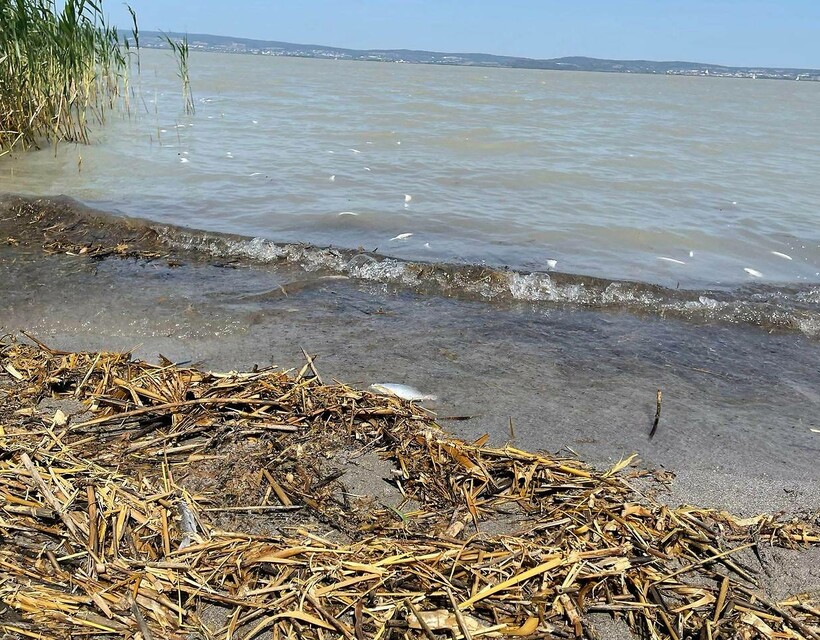 döglött halak a Fertőben