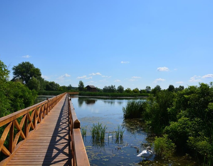 Tisza