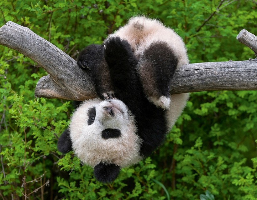 panda