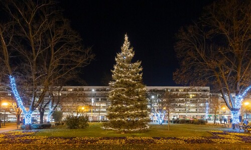 fenyő