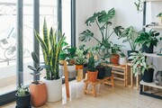 Száraz levegőjű lakásban használjunk párologtatót és tartsunk több vízigényes növényt! -9