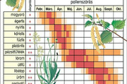 Szerezzünk be pollennaptárt, kövessük hétről hétre a pollenjelentést! -1