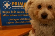 Fotók: Facebook/Szurkolók az állatkínzás ellen – Győr -3