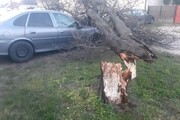 A viharos szél egy fát kicsavart és egy parkoló autóra borította Öttevényen.-7