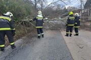 A győrújbaráti önkéntes tűzoltókat 3 esetben kidőlt fához és egy esetben egy megdőlt fenyőfához hívták. Fotó: Győrújbarát Önkéntes Tűzoltó Egyesülete-3