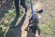 Győrbe hozták a várpalotai háztűz után kimentett kutyákat-6