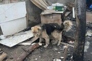 Győrbe hozták a várpalotai háztűz után kimentett kutyákat-7