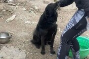 Győrbe hozták a várpalotai háztűz után kimentett kutyákat-8
