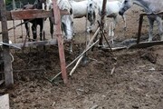 Éhhalál szélén lévő lovakat mentettek Tápon-3