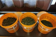 Spanyolországban is drogot termesztett-3